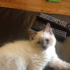 Meet your Posher, Frank